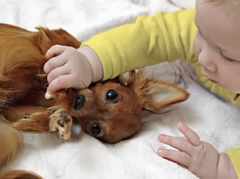 When Baby and Pet Meet