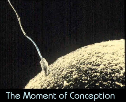 Fetal Development week by week